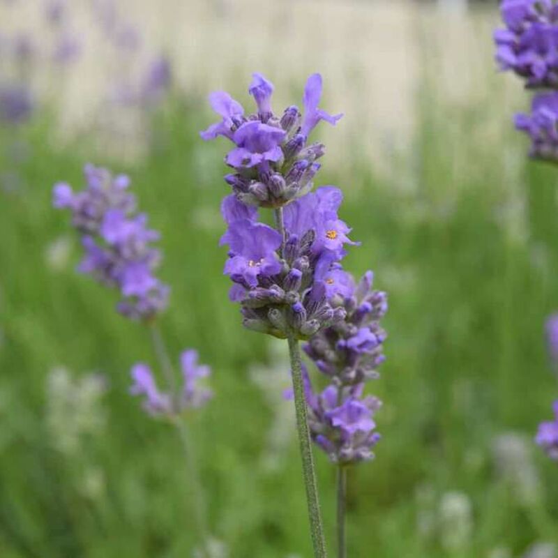 Lavandula angustifolia 'Munstead' 15-20 cm